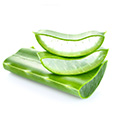 En bild av ren Aloe Vera mot en vit bakgrund med tillhorande blad En bild av ren Aloe Vera mot en vit bakgrund med tillhorande blad