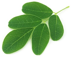 Moringa Moringa