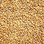 Barley Grain Barley Grain