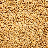 Barley Grain