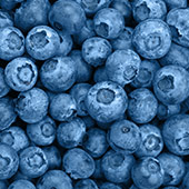 Blueberry Blueberry