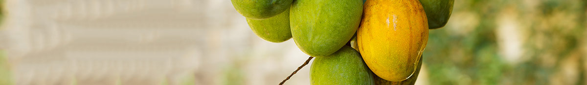 Bild på en klase afrikansk mango som hänger kvar i trädet Bild på en klase afrikansk mango som hänger kvar i trädet