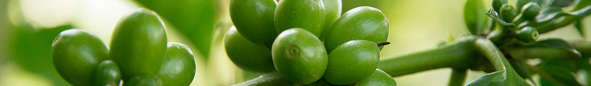 Banner for Green Coffee med grona kaffebonor mot en grön bakgrund Banner for Green Coffee med grona kaffebonor mot en grön bakgrund