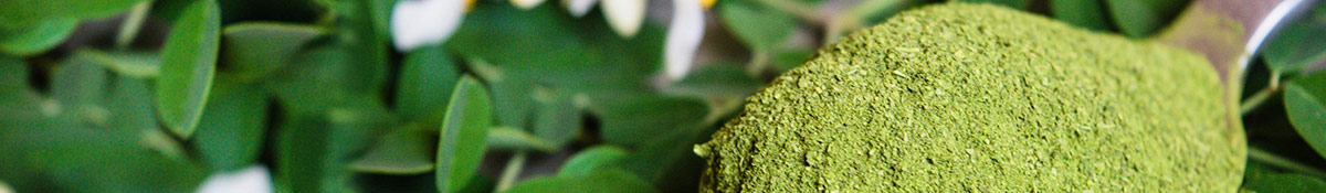 Bildrubrik for Super Moringa med Moringapulver och blad mot en gron bakgrund Bildrubrik for Super Moringa med Moringapulver och blad mot en gron bakgrund
