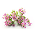 Centaurium erythraea blommor och blad som ligger mot en vit bakgrund Centaurium erythraea blommor och blad som ligger mot en vit bakgrund