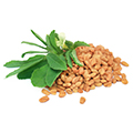 Fenugreek