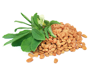 fenugreek