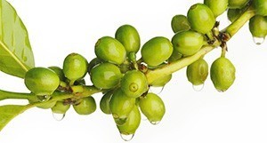 Vad är Green Coffee Thumb for Green Coffee och Garcinia Cambogia mot en vit bakgrund