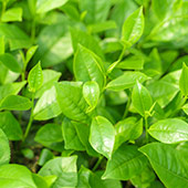 Green Tea Green Tea
