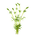 Grona blomblad med lov som som syns mot en vit bakgrund Grona blomblad med lov som som syns mot en vit bakgrund