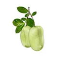 tva grona frukter pa en v-formad kvist med grona blad