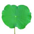 Lotusblad Lotusblad