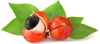 Bild pa Guarana exrakt med tillhorande blad mot en vit bakgrund Bild pa Guarana exrakt med tillhorande blad mot en vit bakgrund