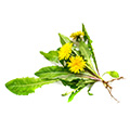 En blombukett med gula blommor och tillhorade blad syns ot en vit bakgrund En blombukett med gula blommor och tillhorade blad syns ot en vit bakgrund