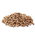 en liten hog med hempafron med mycket fibrer mot en vit bakgrund en liten hog med hempafron med mycket fibrer mot en vit bakgrund