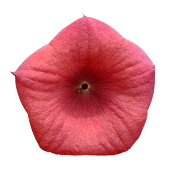 Rod blomliknande Hoodia Gordonii thumb mot en vit bakgrund Rod blomliknande Hoodia Gordonii thumb mot en vit bakgrund