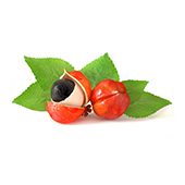 Guarana Guarana
