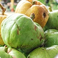 Garcinia Cambogia dämpar aptiten