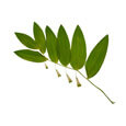 Polygonatum Biflorum Polygonatum Biflorum