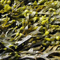 Fucus Vesiculosus Extrakt Fucus Vesiculosus Extrakt