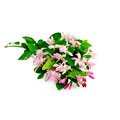 ett knippe med rosa blommor och grona blad mot en vit bakgrund ett knippe med rosa blommor och grona blad mot en vit bakgrund