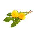 En bild pa en maskros med tillhorande blad mot en vit bakgrund En bild pa en maskros med tillhorande blad mot en vit bakgrund