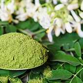 Moringa Leaves Moringa Leaves