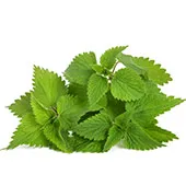Nettle Leaves