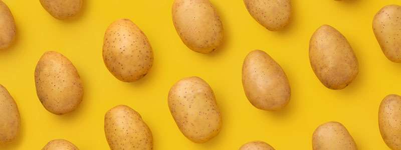 flera potatisar ligger i rader mot en gul bakgrund.