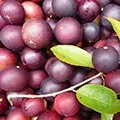 Catechin Catechin