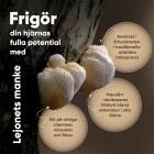 Lion's Mane 2000 mg är rik på polysackarider och polyfenoler