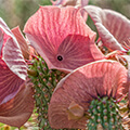 Hoodia Gordonii Hoodia Gordonii