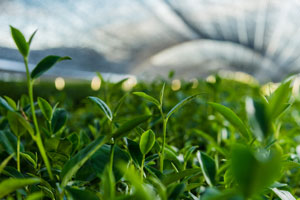 Green Tea Leaves